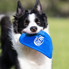 Nerf Dog Nylon Flyer para perros medianos y grandes, visible a distancia.