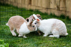 New Country Organics pellets sin maíz ni soja para conejo
