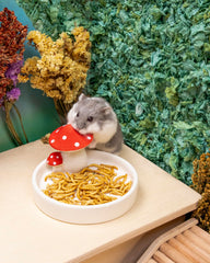 Niteangel snack para ratón: tentempié natural para nibble suave.