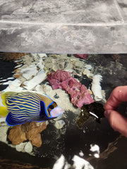 Norman's Nori - opción sostenible para alimentar peces marinos.