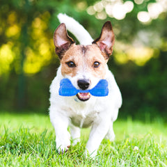 Juguete masticar congelable NWK para perros y cachorros.