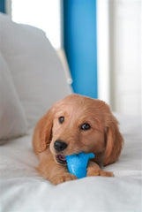 Nylabone Dinosaurio mordedor, textura que masajea encías del cachorro.