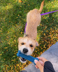 Juguete flexible masticable Nylabone para perros moderados.