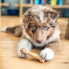Nylabone: hueso de res asada para perro, sabor delicioso.
