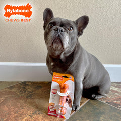 Nylabone hueso texturizado para mordedores extremos, resistencia durante masticación intensa