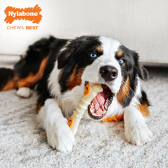 Nylabone Masticación Duradera: juguete resistente para perros agresivos