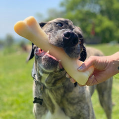 nylabone-masticacion-potente-nylon-para-perros-agresivos ofrece resistencia en cada mordida