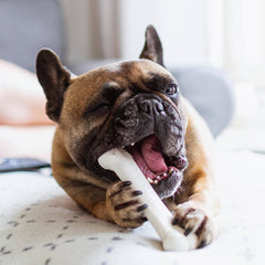 Hueso original de Nylabone, diseño clásico para masticar.