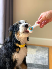 Nylabone Pop-In: premios naturales incluidos para cachorros, ideal para rellenar y entretener.