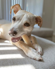 Nylabone Power Chew Original Bone, sabor original para perros masticadores.