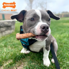 Nylabone para tamaños pequeños, adecuado para perros de hasta 30 libras durante el entrenamiento