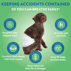 Out! PetCare pañal absorbente para perro macho para evitar escapes nocturnos