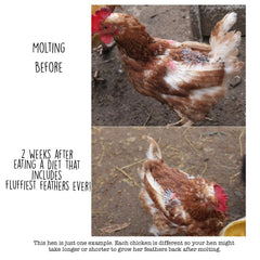 Pampered Chicken Mama envase con etiqueta, fácil de identificar para la alimentación diaria.
