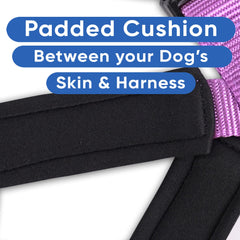 Conjunto Pawtitas: collar y correa a juego, seguridad y estilo para perros.