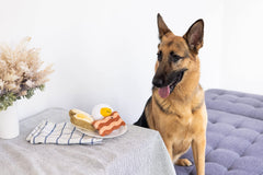 Pearhead Barkfast conjunto de juguetes para perro para juego prolongado.