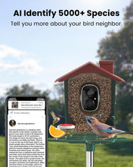 Peeipm alimentador con reservorio de alimento para atraer aves favoritas.