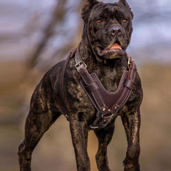ARNES PET ARTIST permite movimiento libre durante caminatas y entrenamiento.