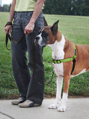 PetSafe Deluxe Easy Walk arnés-lateral, manejo mejorado sin tirar