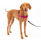 Arnés PetSafe Easy Walk visto de frente para control suave durante caminatas.