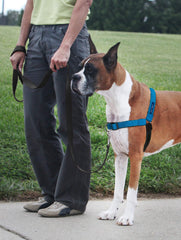 PetSafe Easy Walk Deluxe con neopreno para mayor comodidad durante caminatas largas