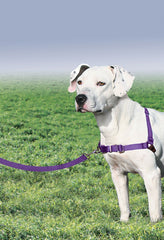 PetSafe Easy Walk Harness, ajuste de confort para paseos más cómodos.