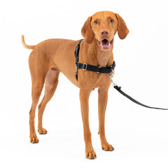 PetSafe Easy Walk Harness con frente martingala para paseos con menos tirones.