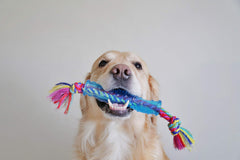 Petstages Orka Stick: diseño flotante ideal para jugar al aire libre y en piscina