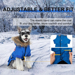 Pina abrigo impermeable para perros pequeños, protege contra viento y lluvia durante salidas.