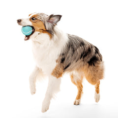 Playology: bola con aroma a mantequilla de maní para perros