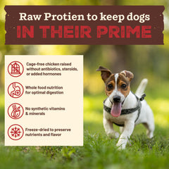 Primal Kibble proteína cruda pollo, delicioso aroma natural para gusto del perro.