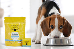 Probiora para perros: mezcla ProBiora3 en acción para la salud dental.