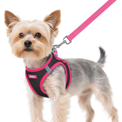 Arnés Rabbitgoo para perro pequeño con ajuste preciso para paseos cómodos.