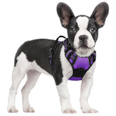 Arnés Rabbitgoo sin tirones para perros, vista frontal, ideal para paseos con control.
