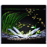 Acuario RED TAIL FISH de 3 galones, vista frontal clara para admirar peces y iluminación.