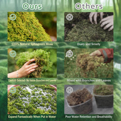 Riare musgo sphagnum, cama de bosque para reptiles, insectos y crías.