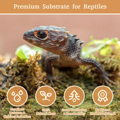 Riare Musgo Sphagnum para reptiles, ambiente estable en terrario.