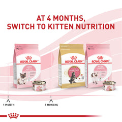 Lata de Royal Canin para gatitos; mousse en salsa lista para servir