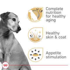 Royal Canin Mature en gel servido en bol, textura suave para degustación.