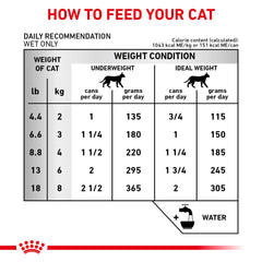 Royal Canin Renal Support E: gato disfrutando la comida para la dieta renal.