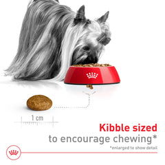Royal Canin Size X-Small perro activo disfruta de la comida.