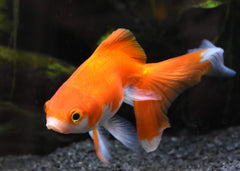 Nourish de Seachem, uso en acuario de agua dulce, aporta aminoácidos y vitaminas.