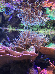 Seachem Reef Complete, gotero, dosis controlada para una distribución uniforme.