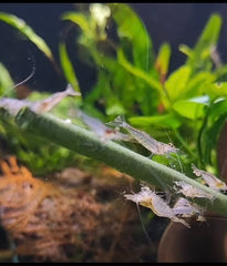 Shrimptastic Aquatics Lolly para alimentación lenta, facilita la observación del consumo en acuario.
