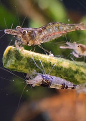 Shrimptastic Aquatics Uso fácil en acuario, ideal para alimentación regular.