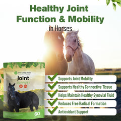 Silver Lining Herbs muestra movilidad de caballos en campo, ideal para entrenamientos