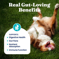 Solid Gold Probiotics para perros, mejora la salud intestinal y absorción de nutrientes.
