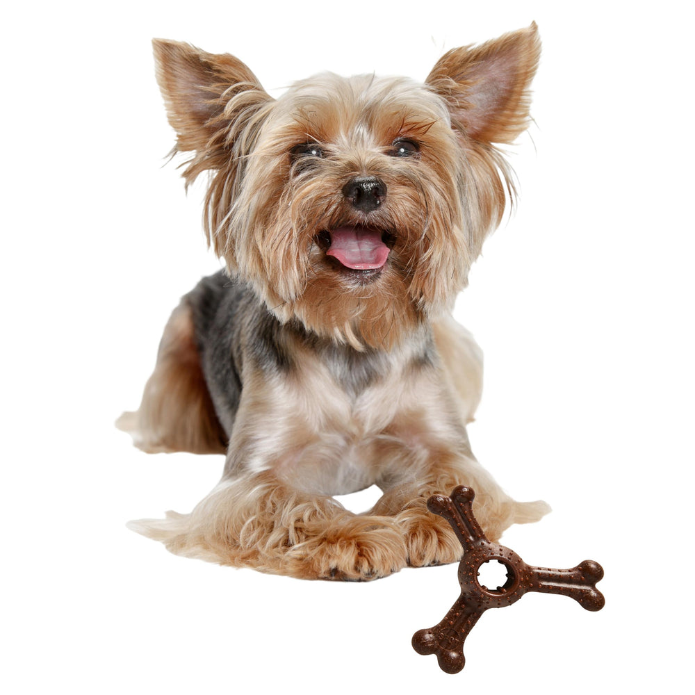 SPOT Bam-Bones Plus demuestra masticación duradera para perros pequeños con bambú y nylon.