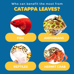 SunGrow Catappa flavonoides que condicionan el agua