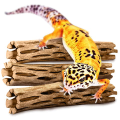 SunGrow Madera cholla gecko leopardo, 5 pulgadas, complemento decorativo que estimula exploración