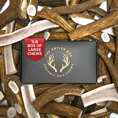 THE ANTLER BOX masticables premium de asta de ciervo, empaque 1 libra para perros grandes